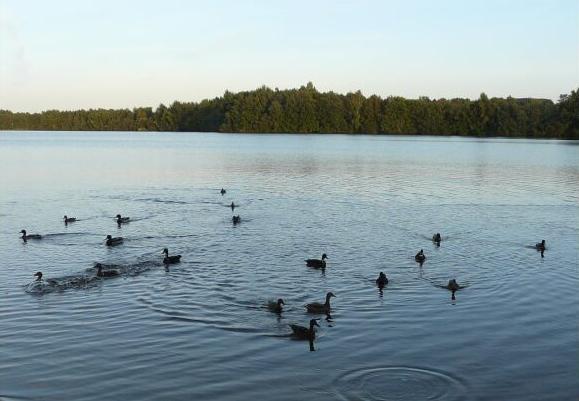 Enten schwimmen im Altwarmbchener See