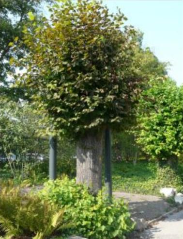Lindenbaum mit Stahlmast im Berggarten