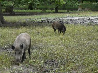 Wildschweine im Tiergarten